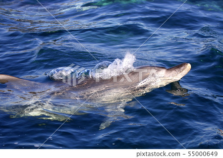 Minami hand dolphin Minami hand dolphin 55000649