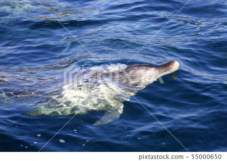 Minami hand dolphin Minami hand dolphin 55000650