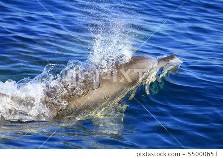Minami hand dolphin Minami hand dolphin 55000651