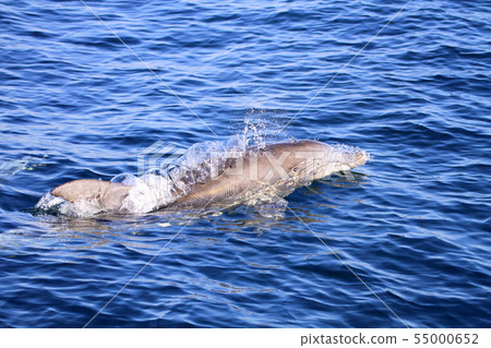Minami hand dolphin Minami hand dolphin 55000652