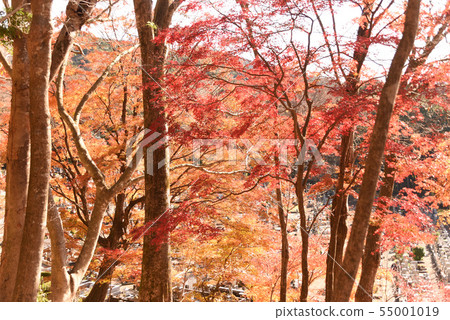 秋天的樹葉 55001019