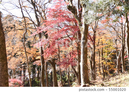 Autumn leaves Autumn leaves 55001020