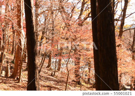 Autumn leaves 55001021