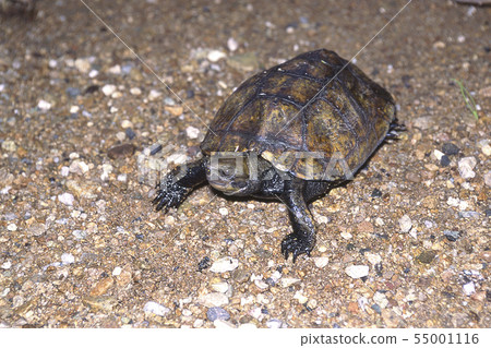 Two horn tortoise 55001116