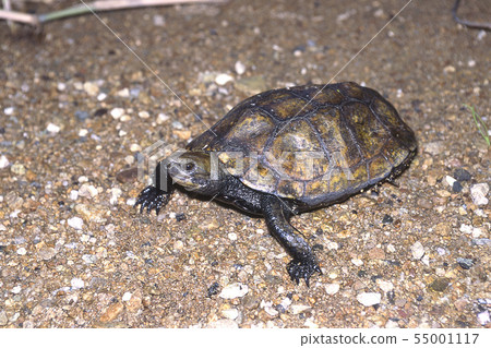 Two horn tortoise 55001117