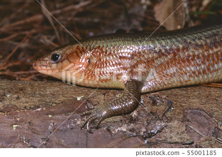 瓢蟲蜥蜴 55001185