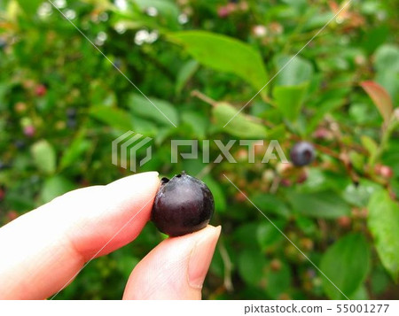 是時候吃藍莓了嗎？ 55001277