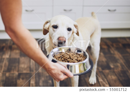 Dog waiting for feeding Dog waiting for feeding 55001712