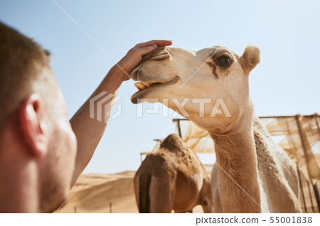 Man stroking happy camel Man stroking happy camel 55001838