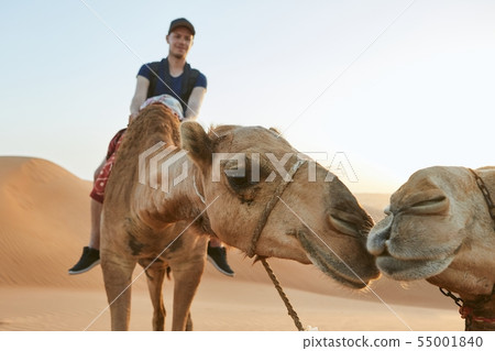 Camel riding in desert 55001840
