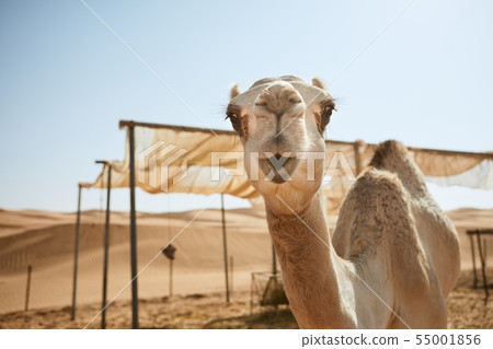 Curious camel in desert Curious camel in desert 55001856