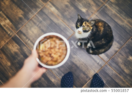 Hungry cat waiting for feeding Hungry cat waiting for feeding 55001857