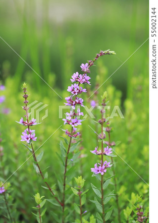 味噌Haigi花 55002144