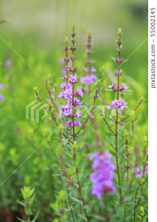 味噌Haigi花 味噌Haigi花 55002145