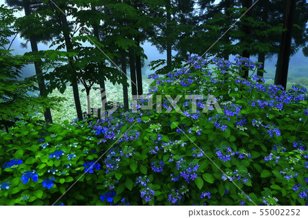 Hydrangea in the forest 55002252