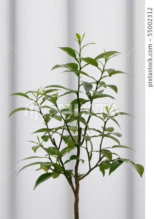 Kumquat (Ageha's diet) 55002312