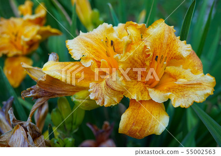 Beautiful orange Lily fully blossomed outside in Beautiful orange Lily fully blossomed outside in 55002563