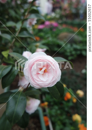 White Camellia 55002657
