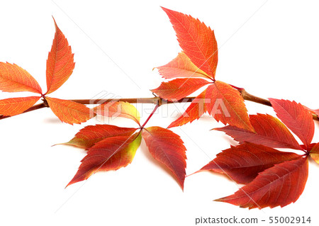 Red autumnal branch of grapes leaves. 55002914