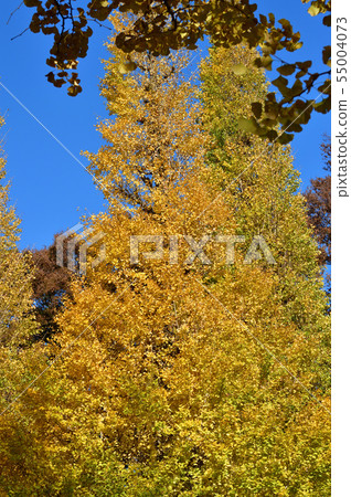 拍攝黃色銀杏樹樹反對藍天的照片 55004073