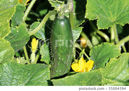 Closeup of an organic cucumber growing in the 55004394