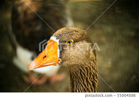 Duck face Duck face 55004886