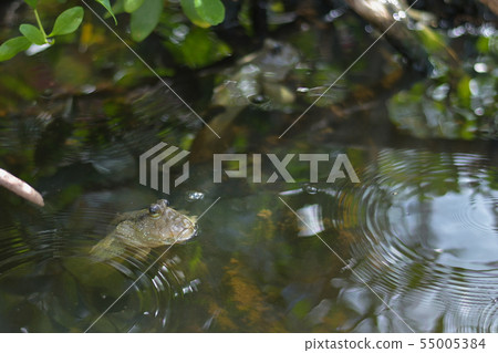 Mudskipper fish or Amphibious fish,  on the mangro 55005384