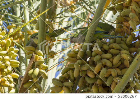 Myiopsitta monachus in a natural environment. 55006267