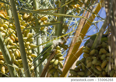 Myiopsitta monachus in a natural environment. 55006268