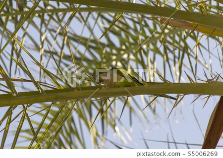 Myiopsitta monachus in a natural environment. 55006269