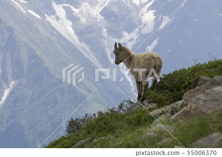 Young ibex on a hillside. French Alps. 55006370