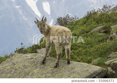 Young Ibex in the French Alps. 55006371