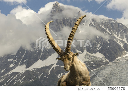 Alpine ibex on a background of mountains. 55006378