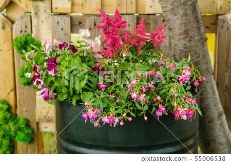 flower bed in an iron barrel 55006538