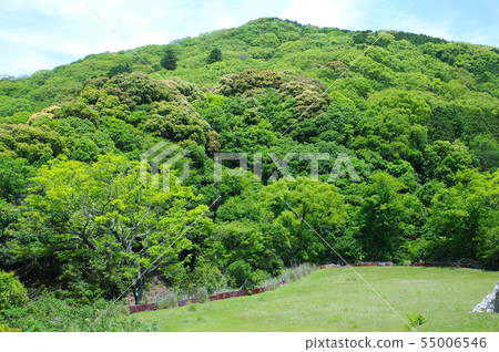 A field covered with grass A field covered with grass 55006546