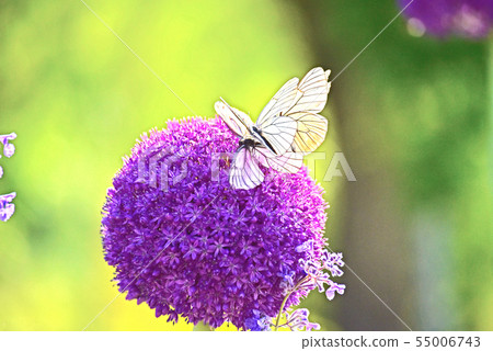 Courtship of the butterfly and the world of fairy tale 55006743