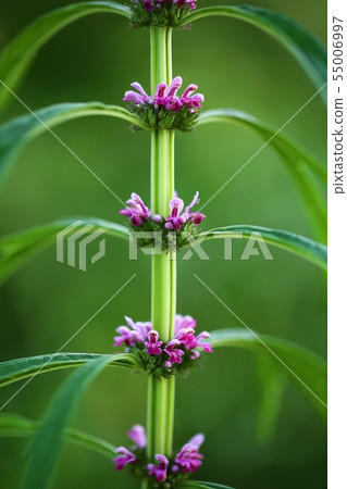 益母草花 55006997