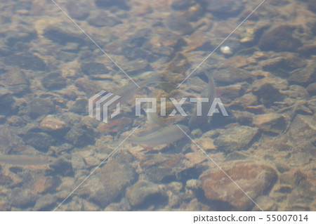 Yaritanago爭奪雙殼類 Yaritanago爭奪雙殼類 55007014