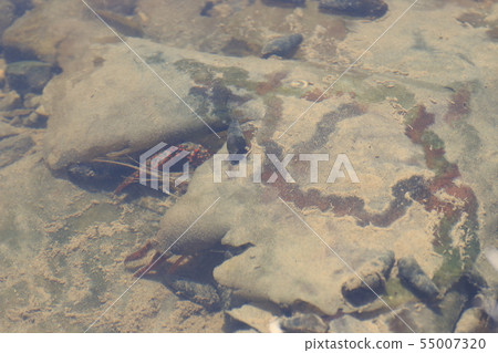 Hiding crayfish Hiding crayfish 55007320