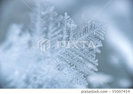 Frost flower that occurs in the cold season of Hokkaido Frost flower that occurs in the cold season of Hokkaido 55007454