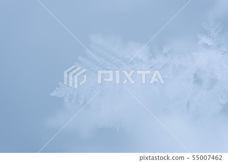 Frost flower that occurs in the cold season of Hokkaido Frost flower that occurs in the cold season of Hokkaido 55007462