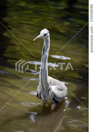 Gray heron 55008096