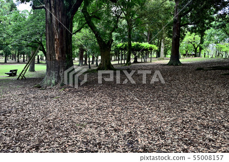 奈良公園的森林 奈良公園的森林 55008157