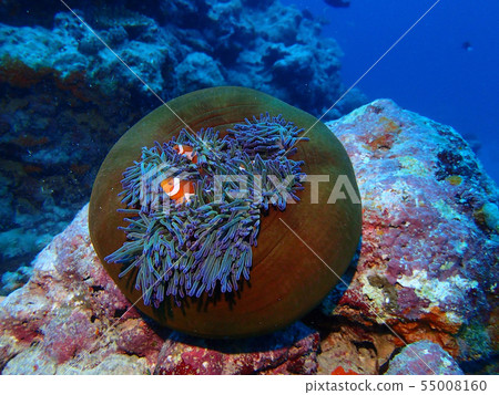 針灸型海葵和小丑魚 針灸型海葵和小丑魚 55008160