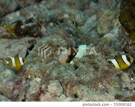 生活在許多小地方的Anemonefish住房情況住房 生活在許多小地方的Anemonefish住房情況住房 55008162