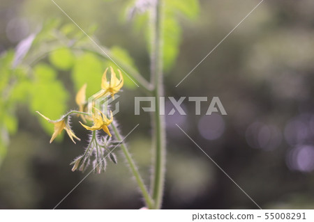 Tomato flowers 55008291
