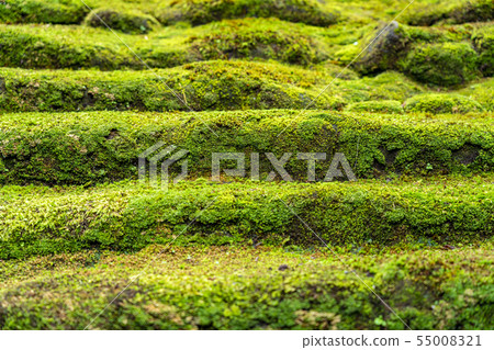 [Kanagawa] Kamakura Sugimotoji Moss Stairs 55008321