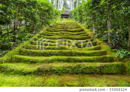 [Kanagawa] Kamakura Sugimotoji Moss Stairs 55008324