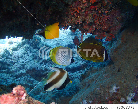 Black-winged Butterflyfish Hueacco Hueacco Dai Butterflyfish Black-winged Butterflyfish Hueacco Hueacco Dai Butterflyfish 55008375