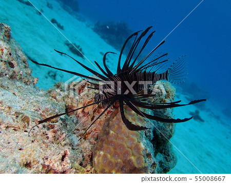 小蓑魚紅色蓑魚蓑魚1 55008667